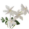 Circle Image of Jasmine